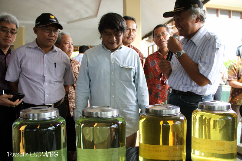 Kemiri Sunan Alternatif Pengganti BBM